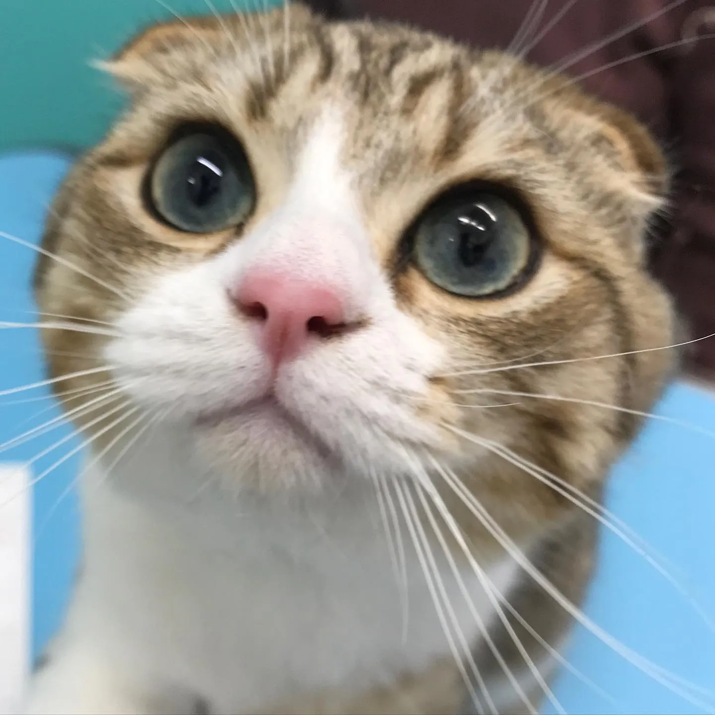 【去勢手術　猫ちゃん】