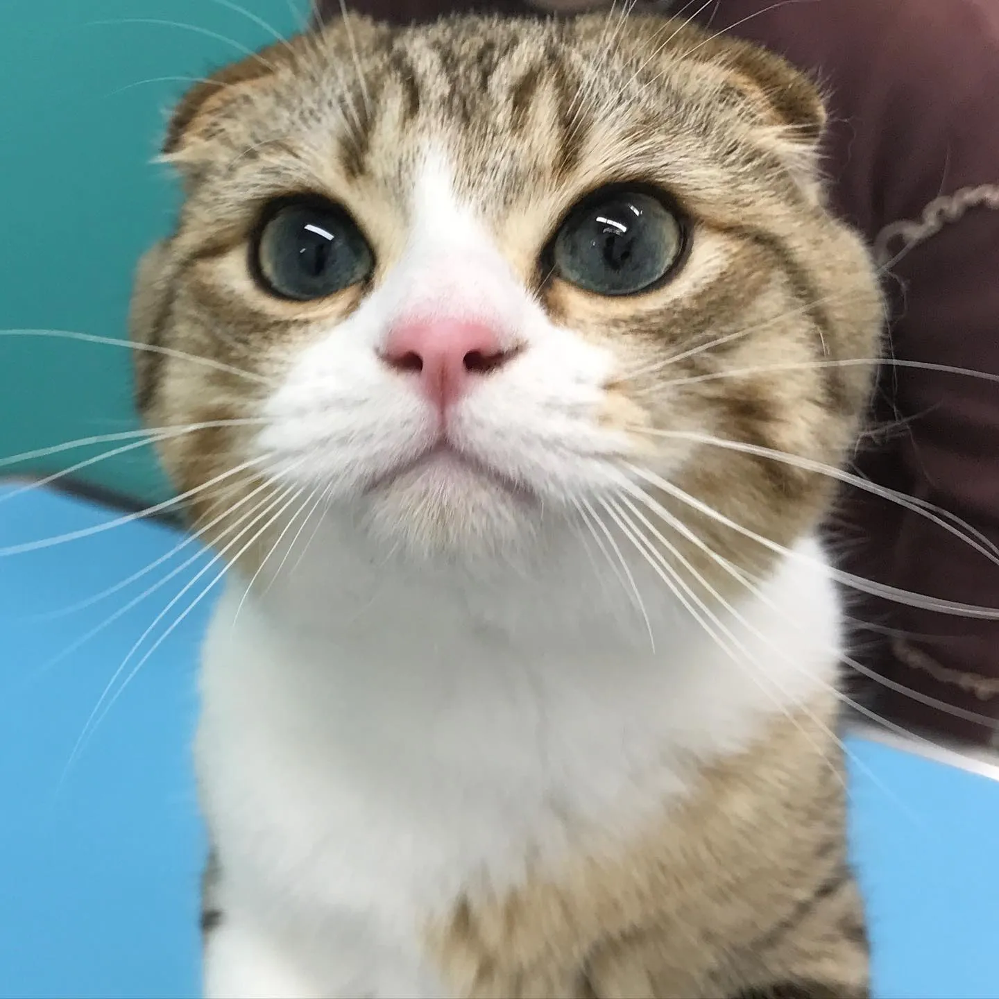 【去勢手術　猫ちゃん】