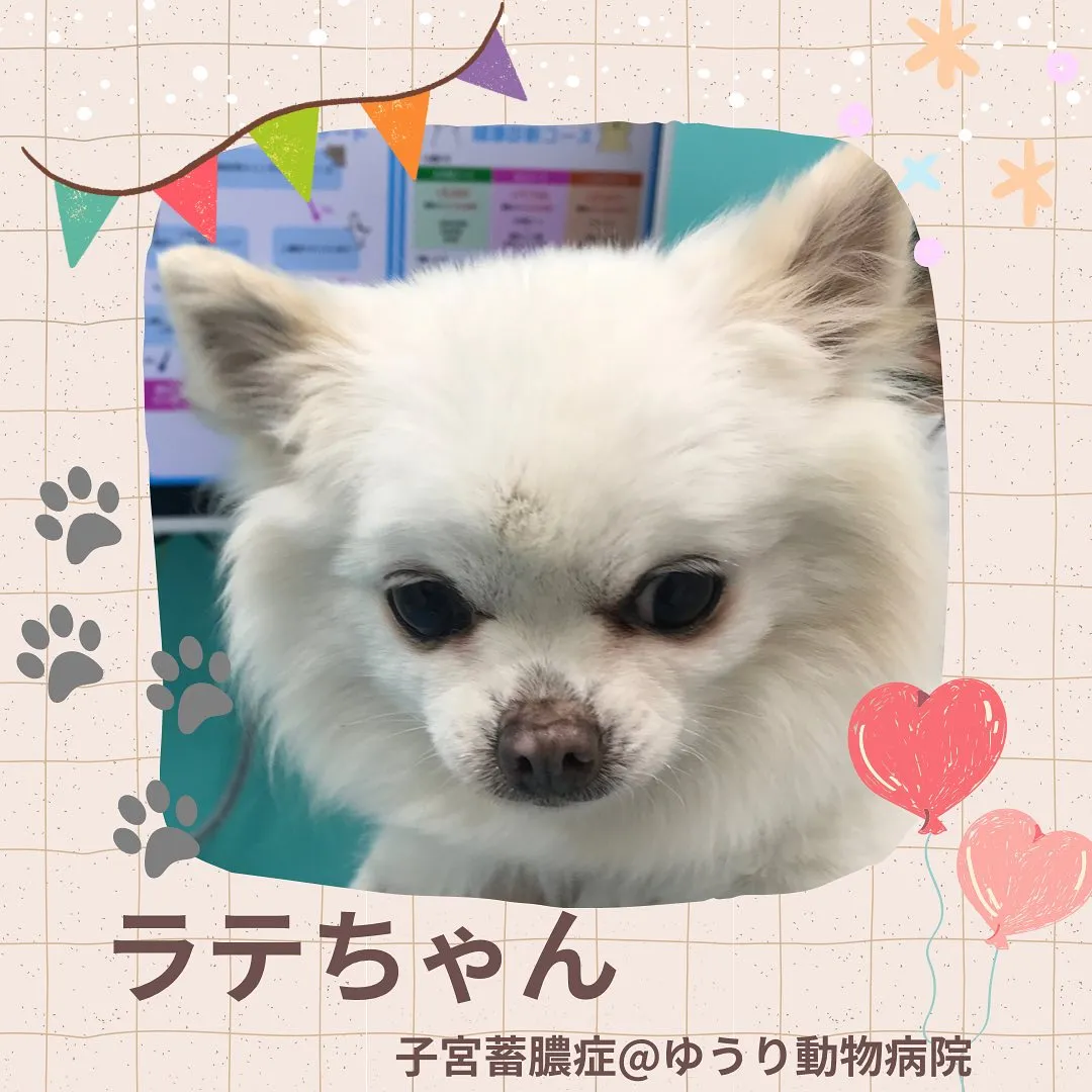 【子宮蓄膿症手術 犬ちゃん】