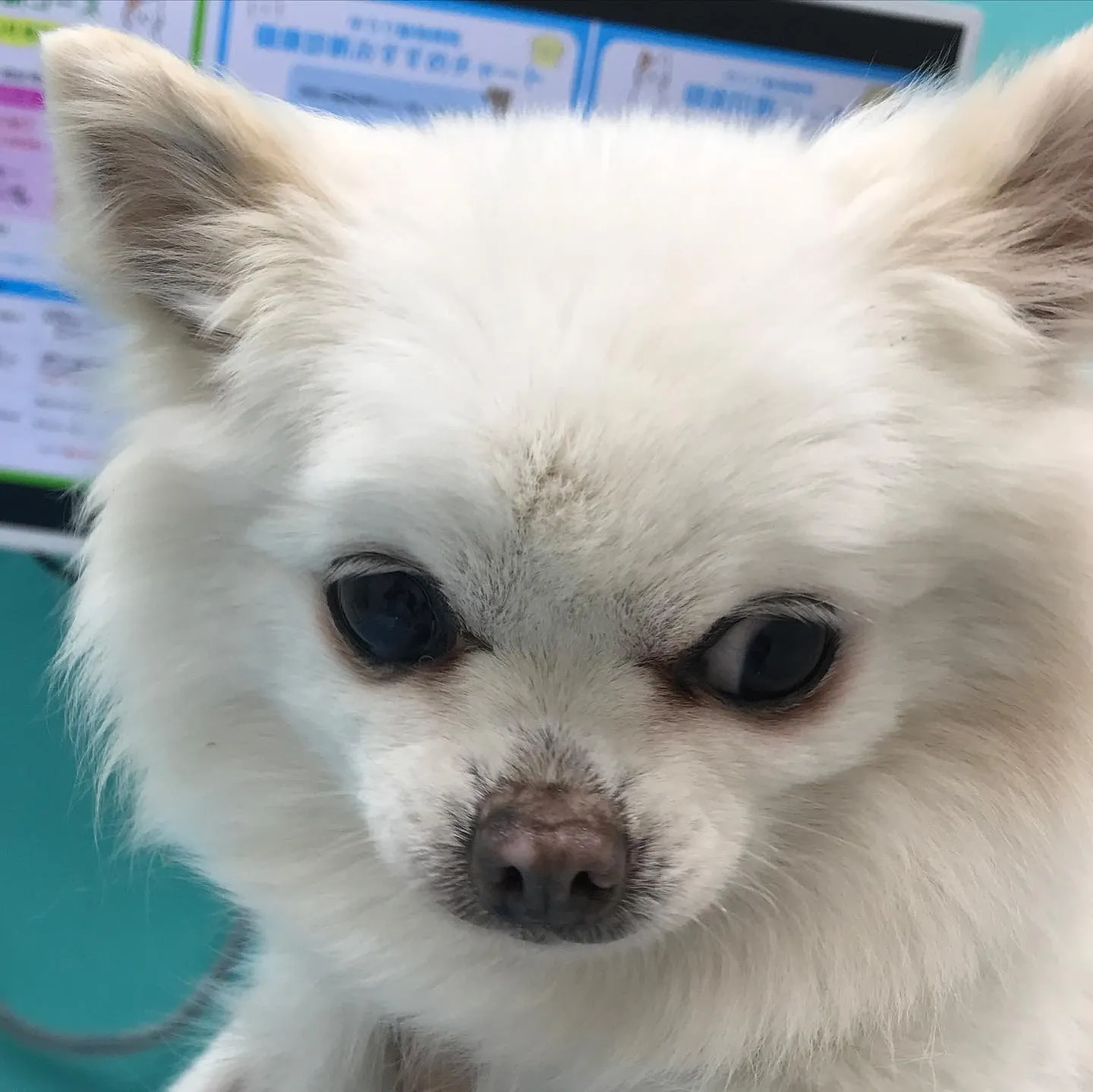 【子宮蓄膿症手術 犬ちゃん】