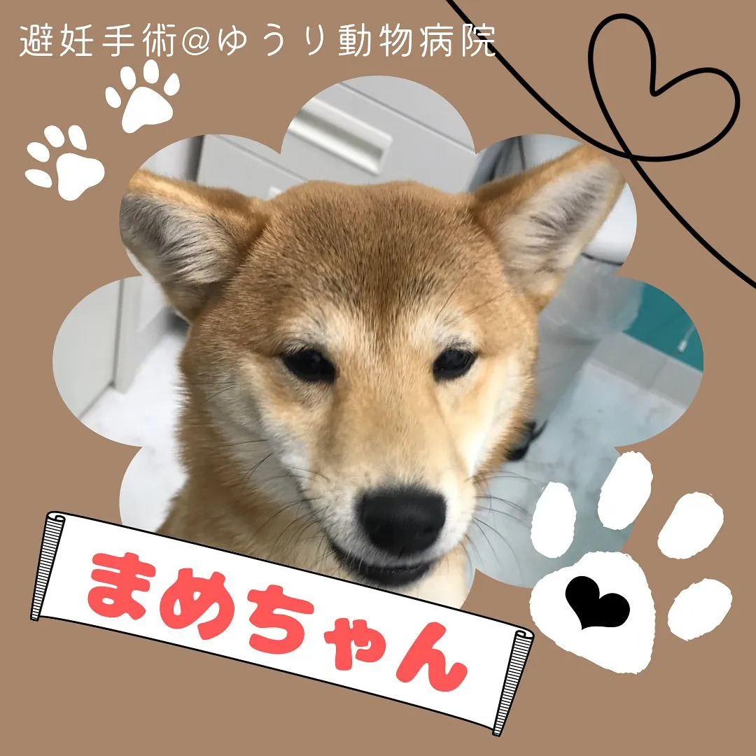 【避妊手術　犬ちゃん】