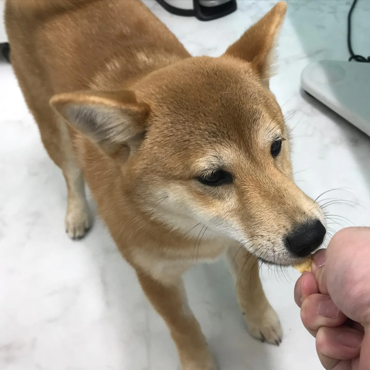 【避妊手術　犬ちゃん】