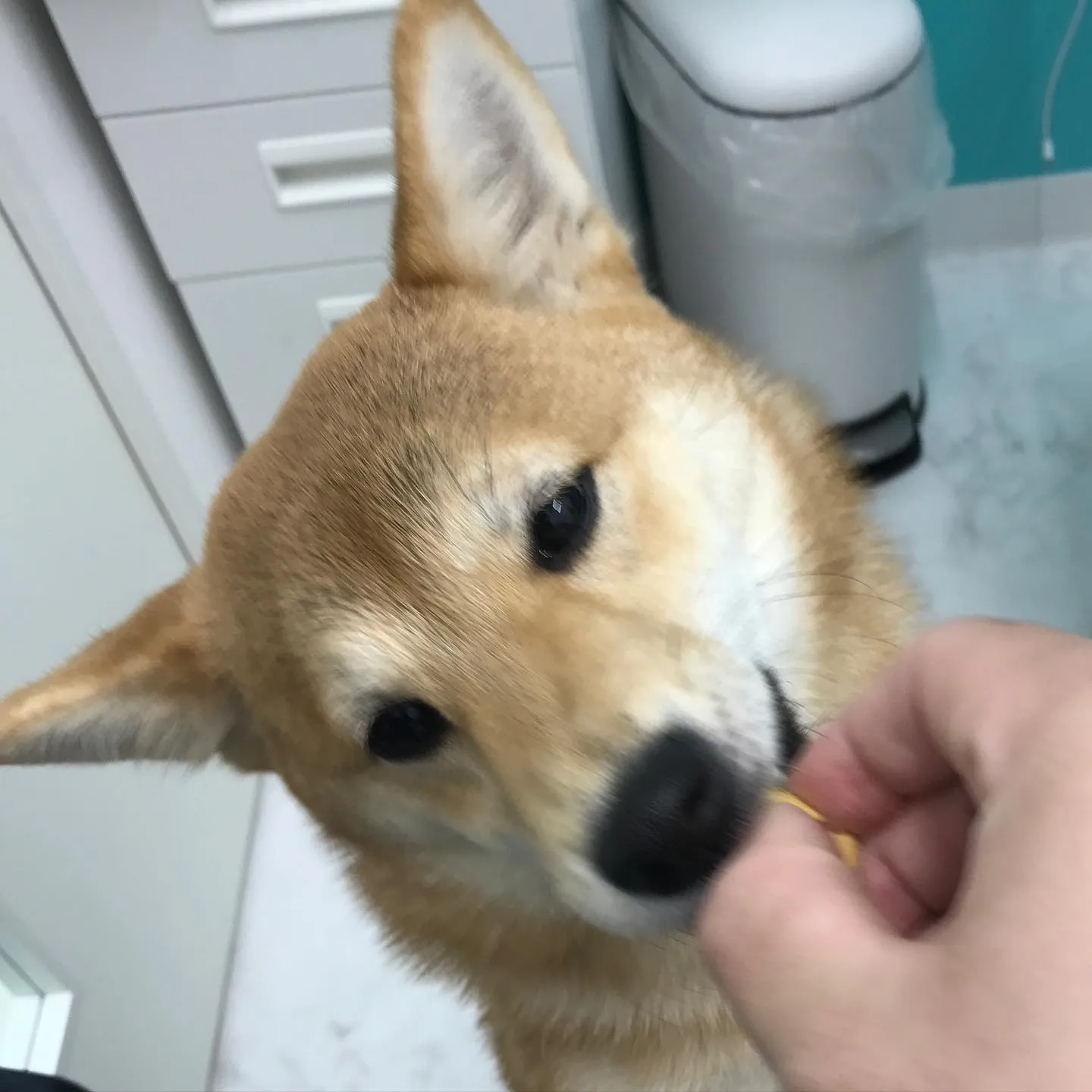 【避妊手術　犬ちゃん】