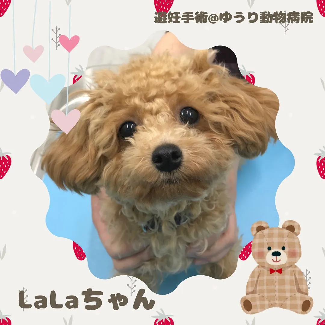 【避妊手術　犬ちゃん】