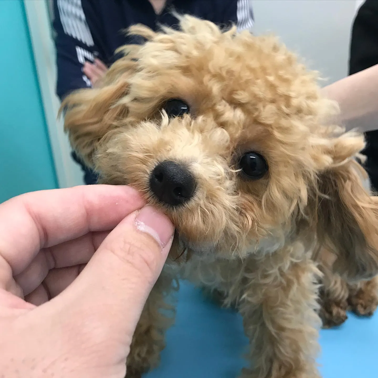 【避妊手術　犬ちゃん】