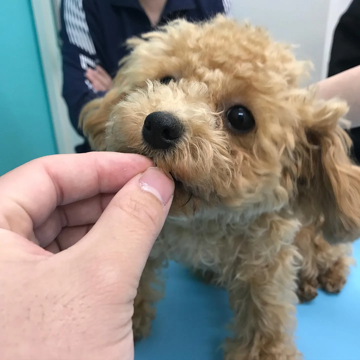 【避妊手術　犬ちゃん】