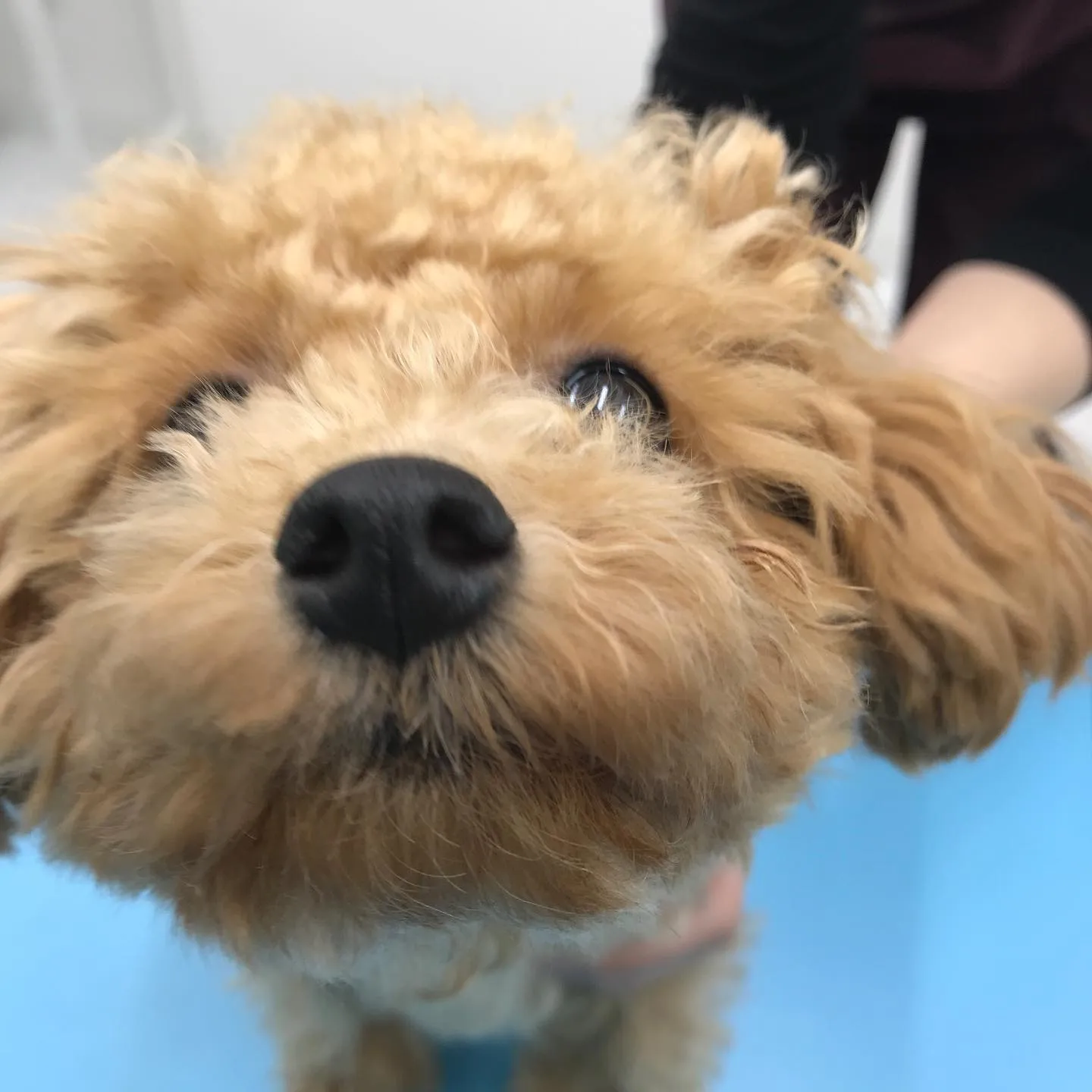 【避妊手術　犬ちゃん】