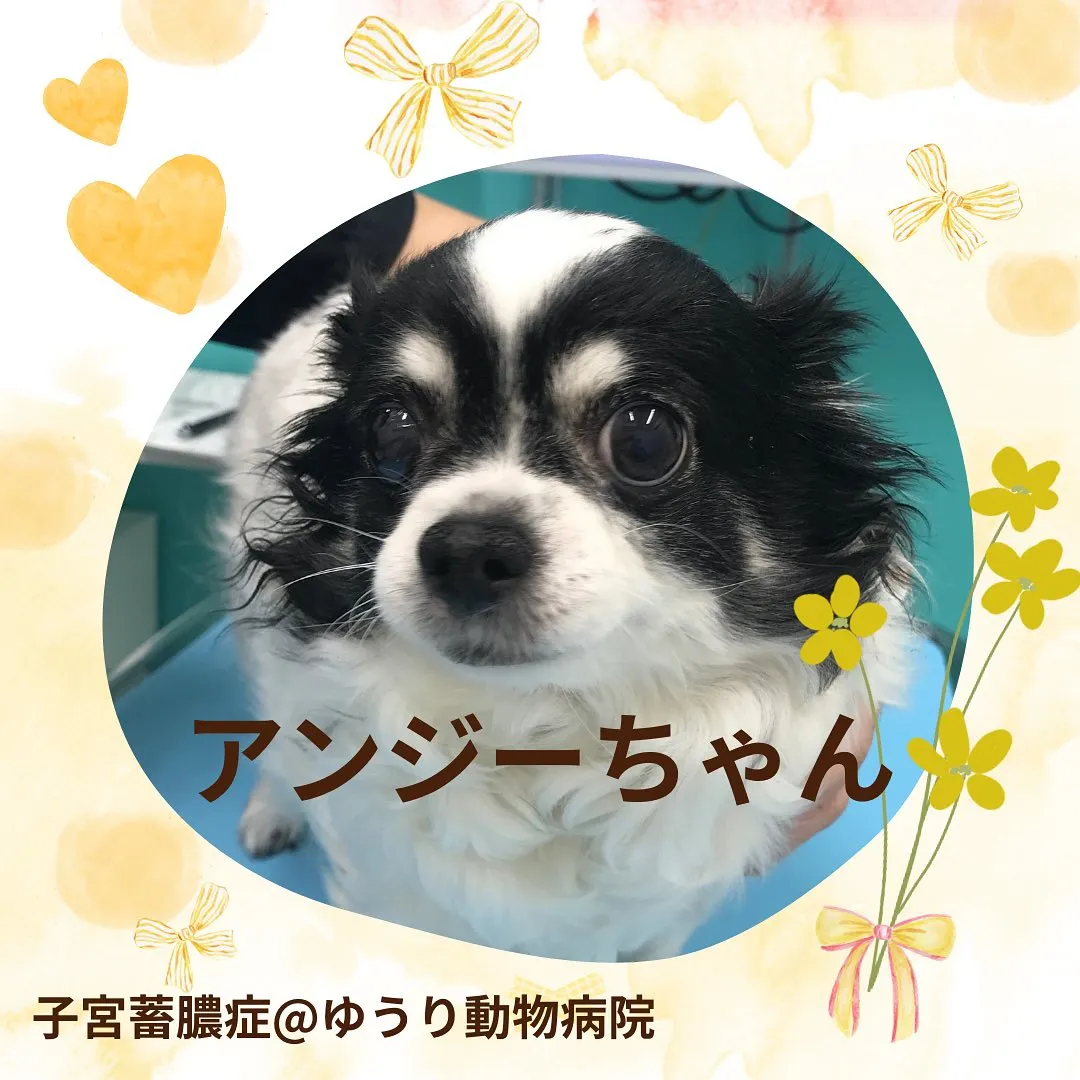 【子宮蓄膿症手術 犬ちゃん】