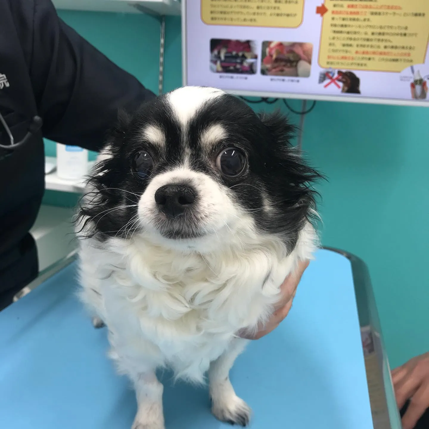 【子宮蓄膿症手術 犬ちゃん】