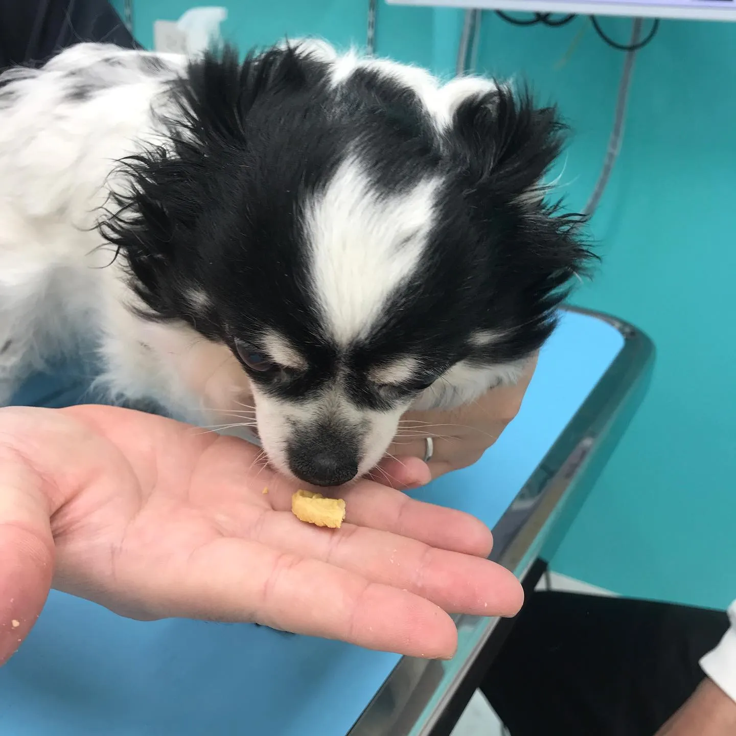 【子宮蓄膿症手術 犬ちゃん】