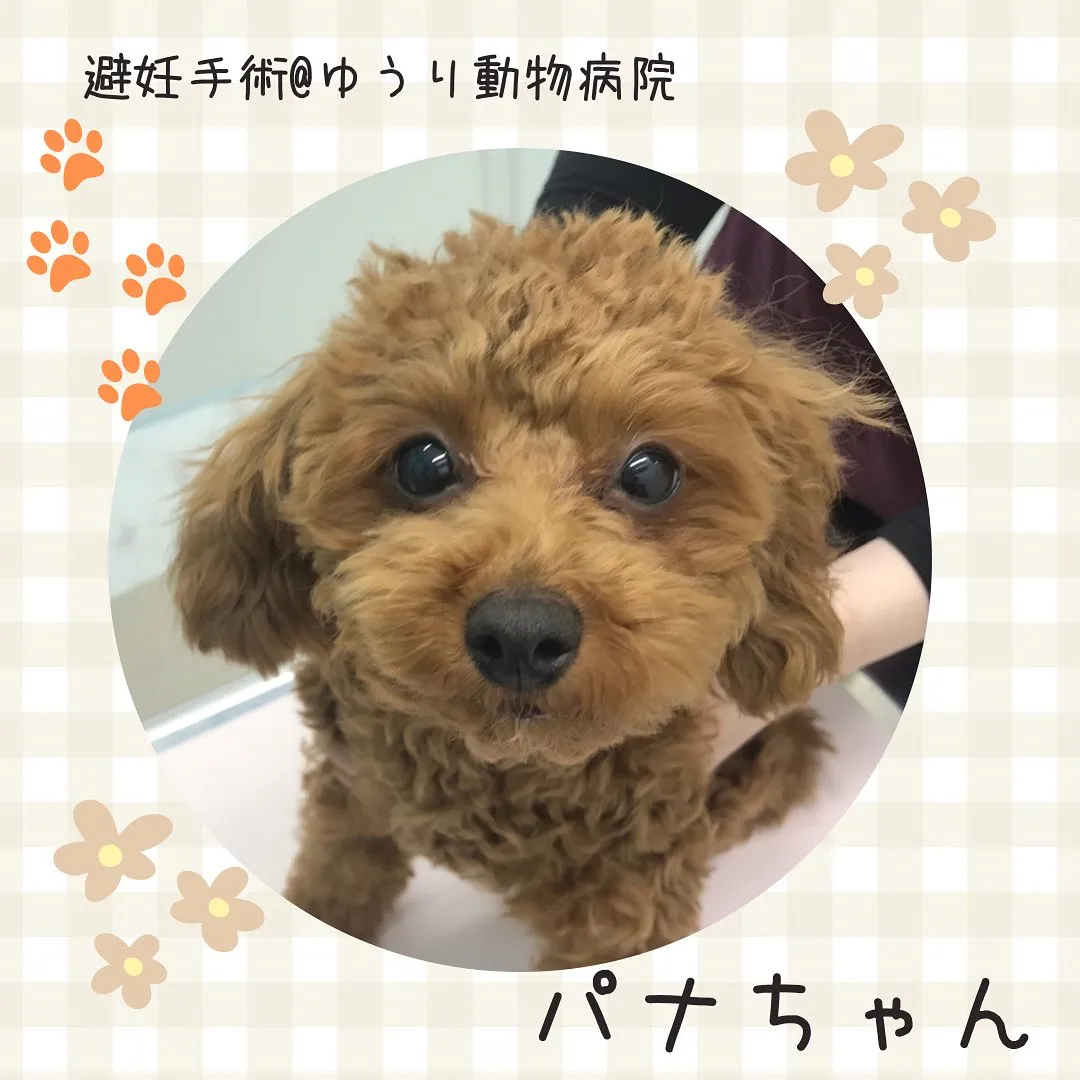【避妊手術　犬ちゃん】