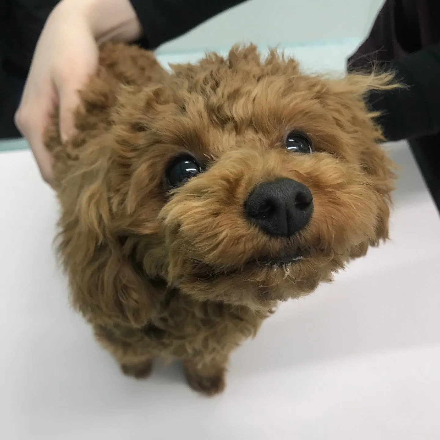 【避妊手術　犬ちゃん】