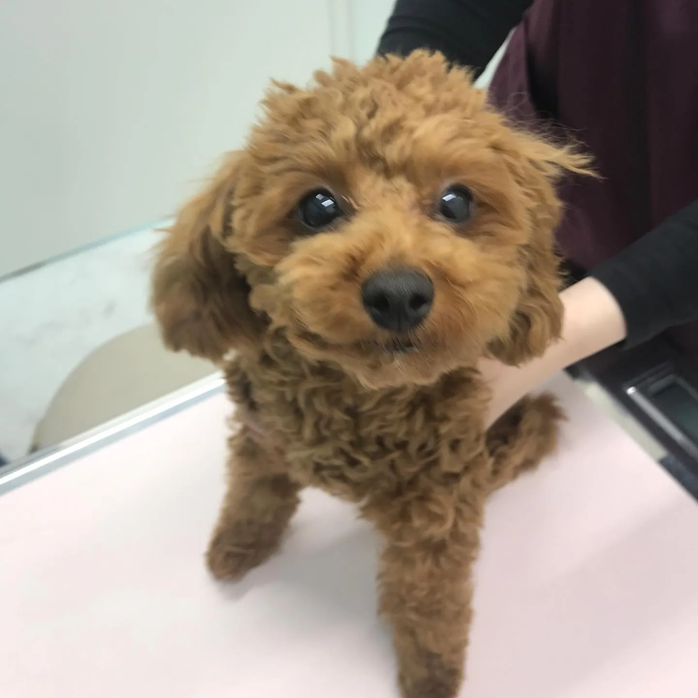 【避妊手術　犬ちゃん】