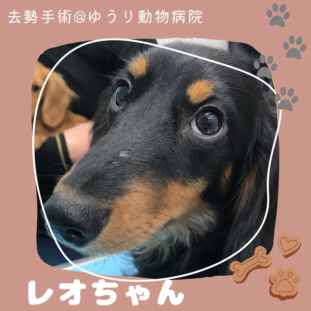 【去勢手術　犬ちゃん】