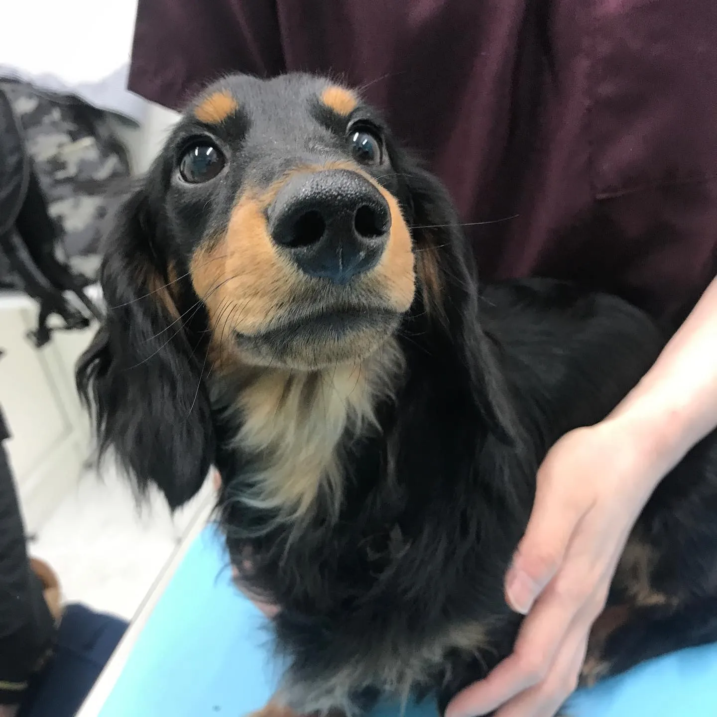 【去勢手術　犬ちゃん】