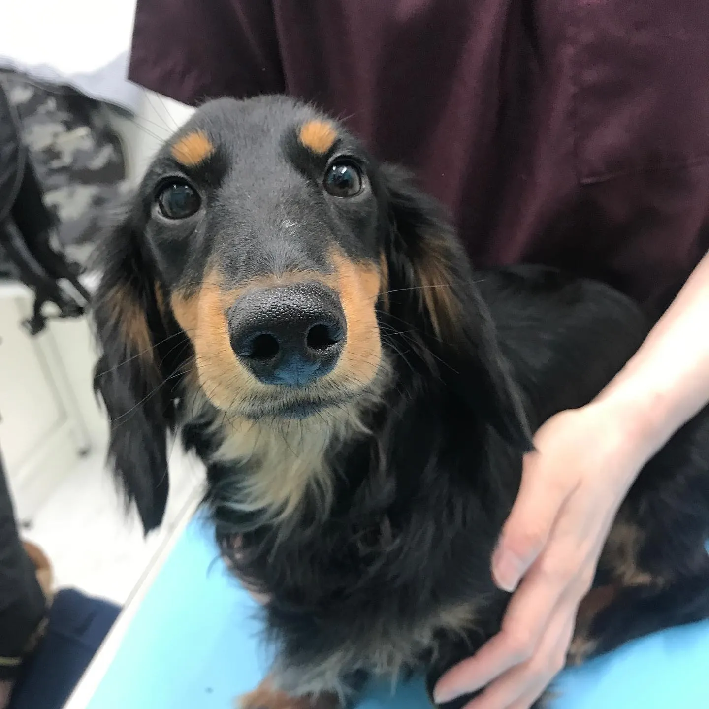 【去勢手術　犬ちゃん】