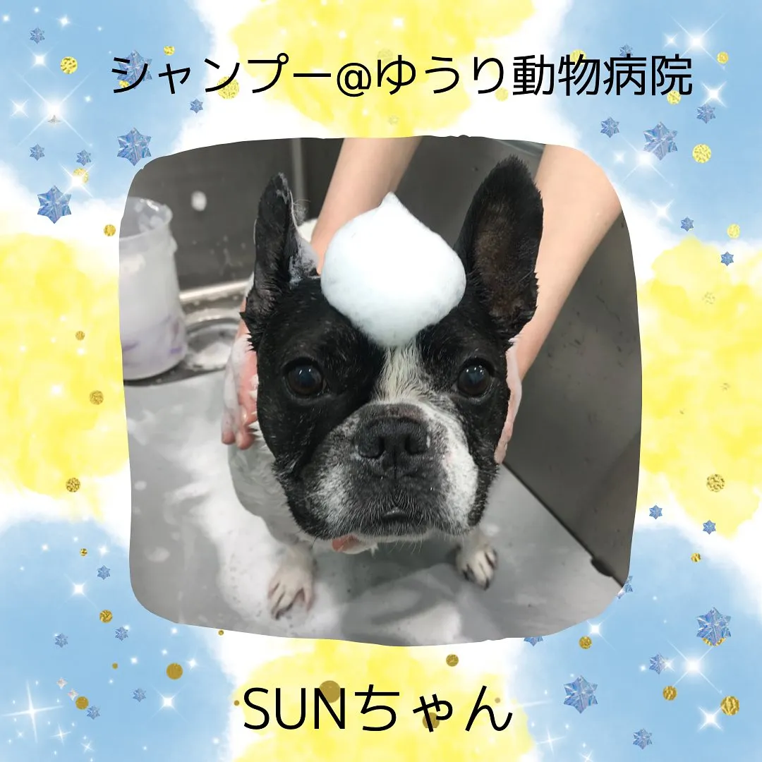 【シャンプー】