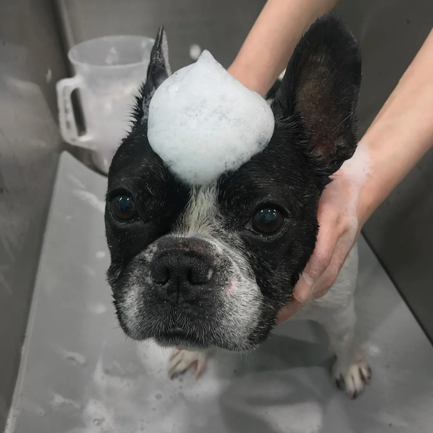 【シャンプー】