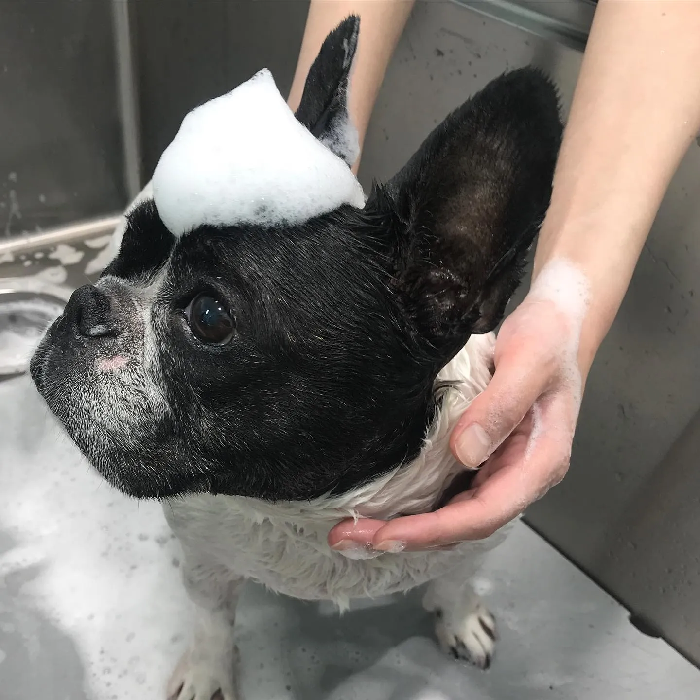 【シャンプー】