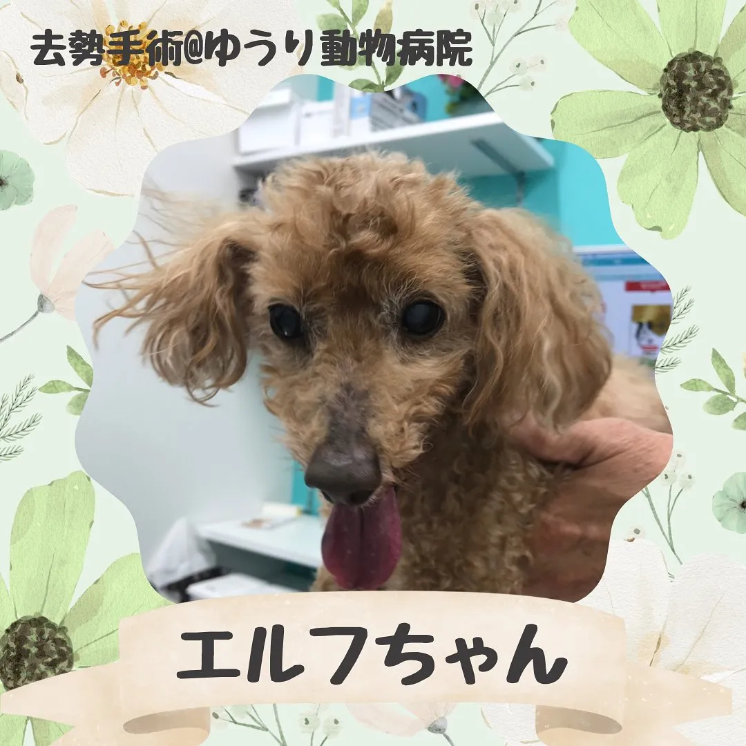 【去勢手術 犬ちゃん】