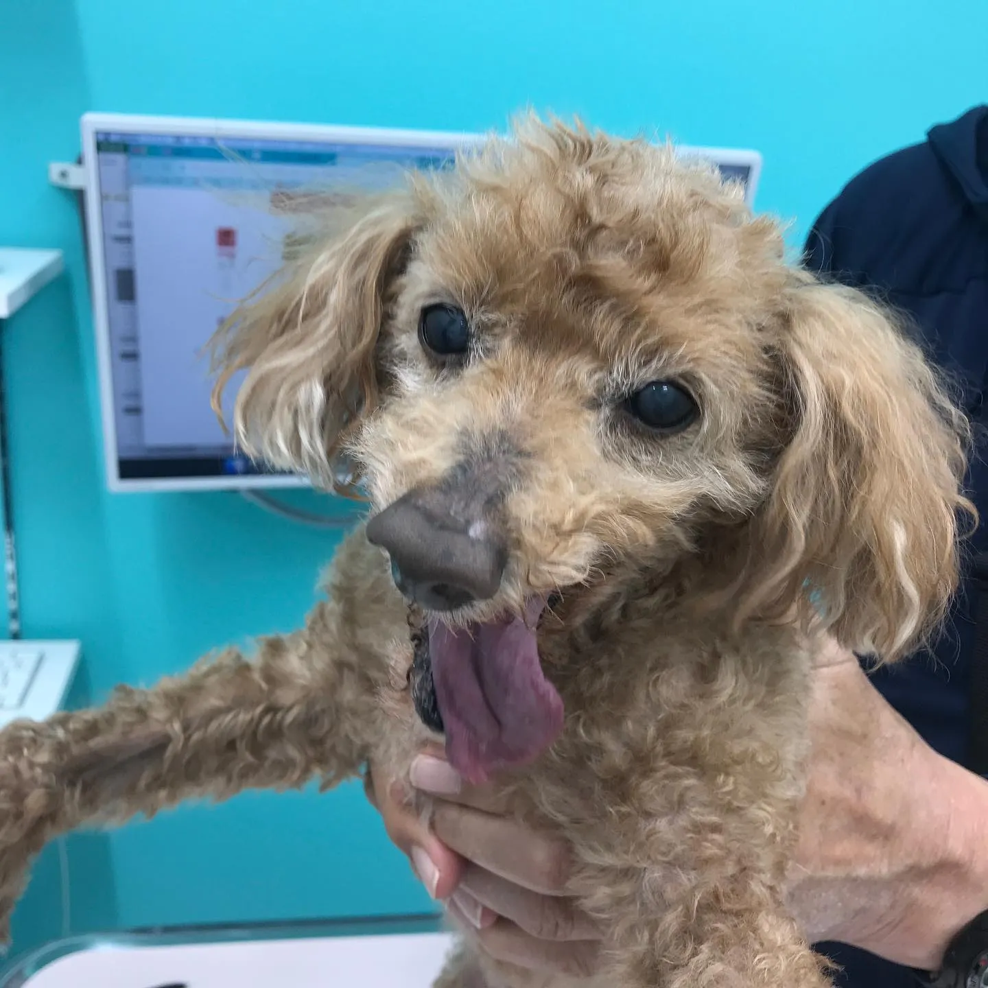 【去勢手術 犬ちゃん】