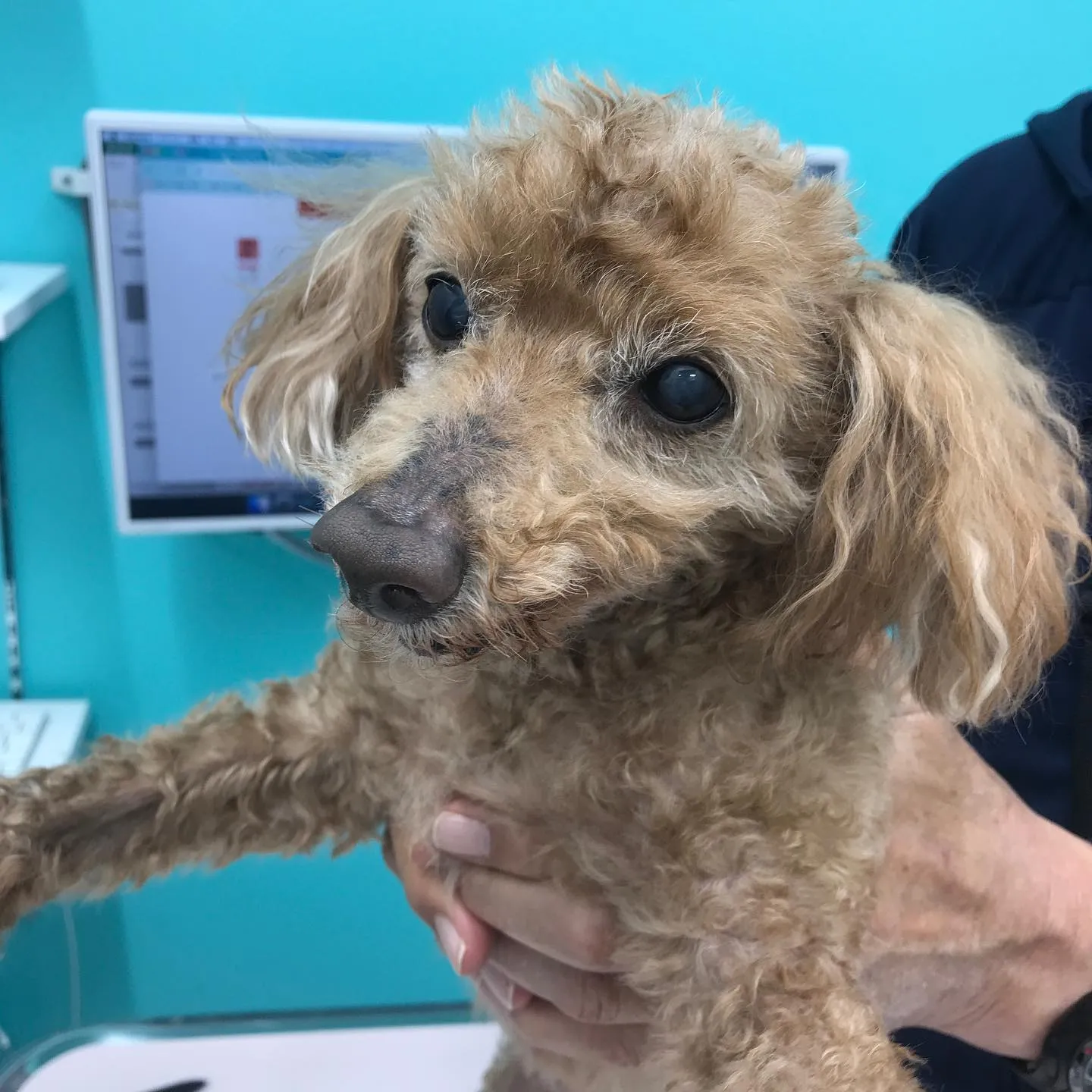 【去勢手術 犬ちゃん】