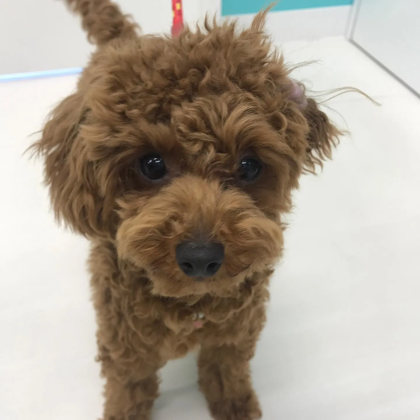 【ペットホテル 犬ちゃん】