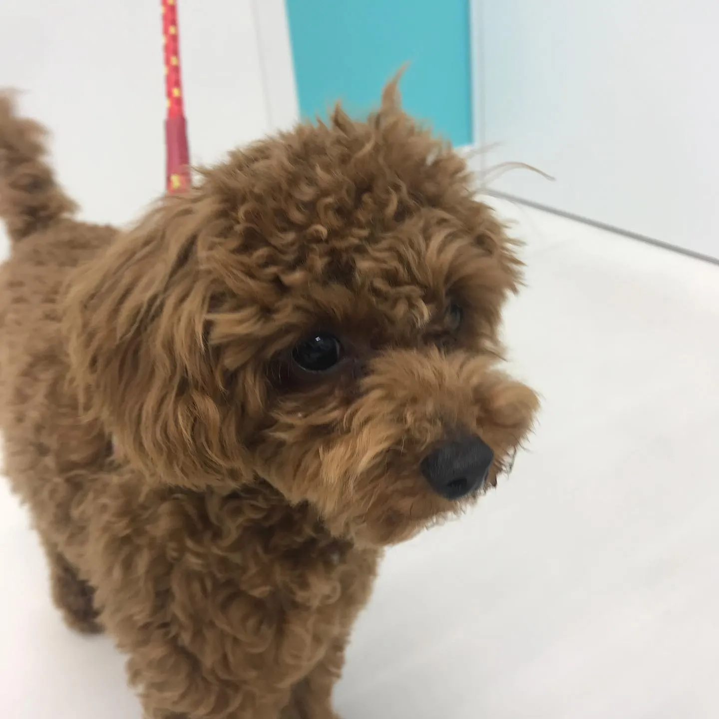 【ペットホテル 犬ちゃん】