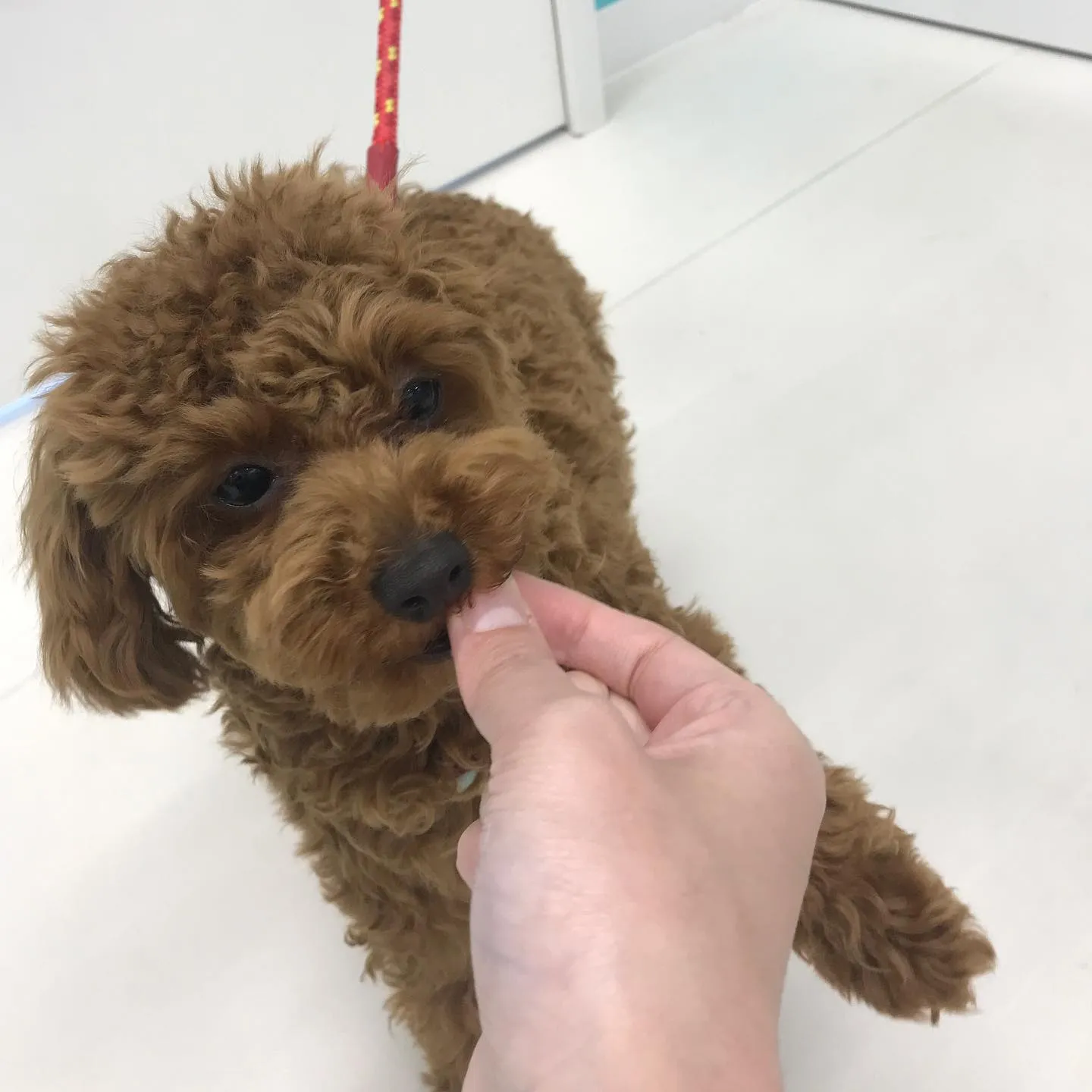 【ペットホテル 犬ちゃん】