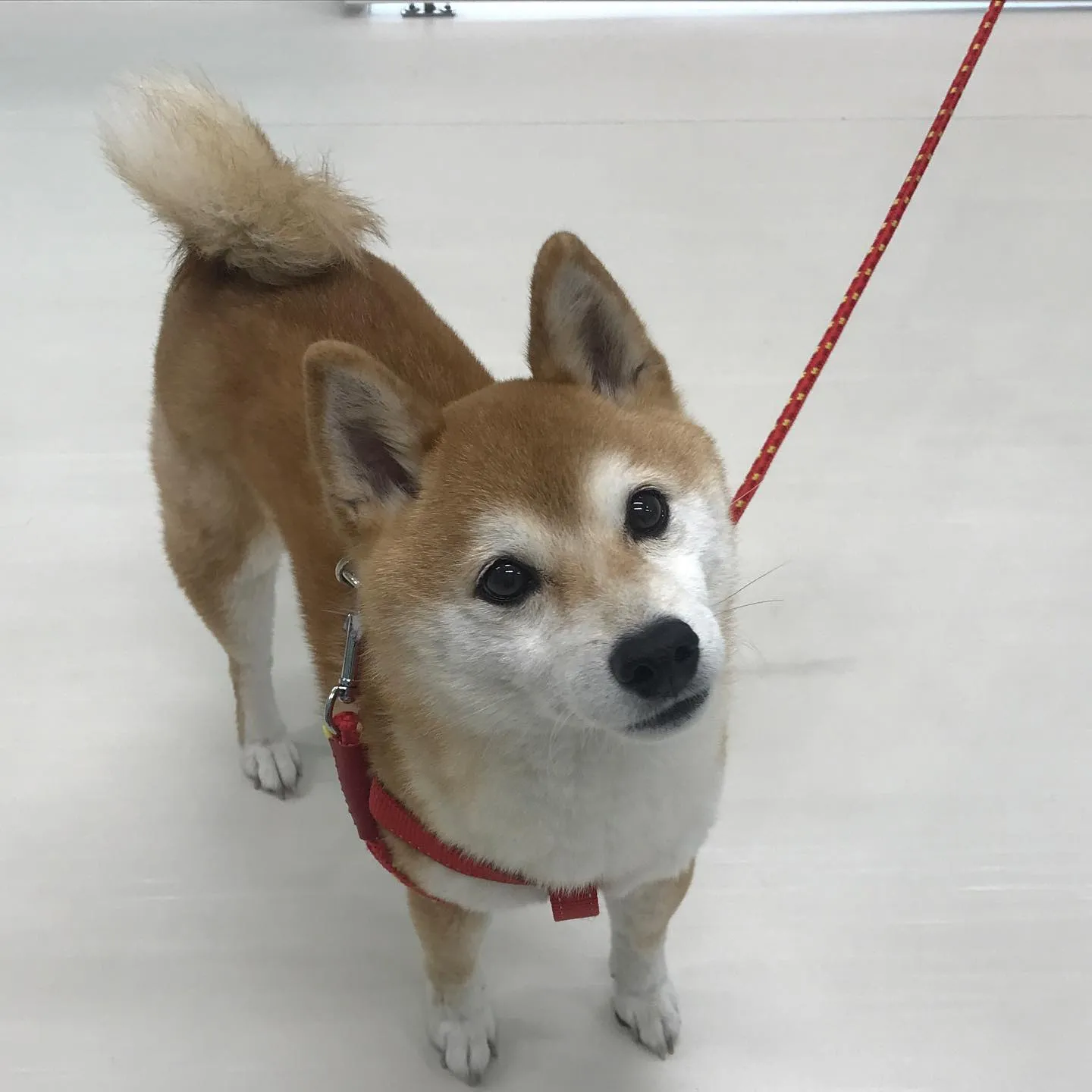 【ペットホテル　犬ちゃん】