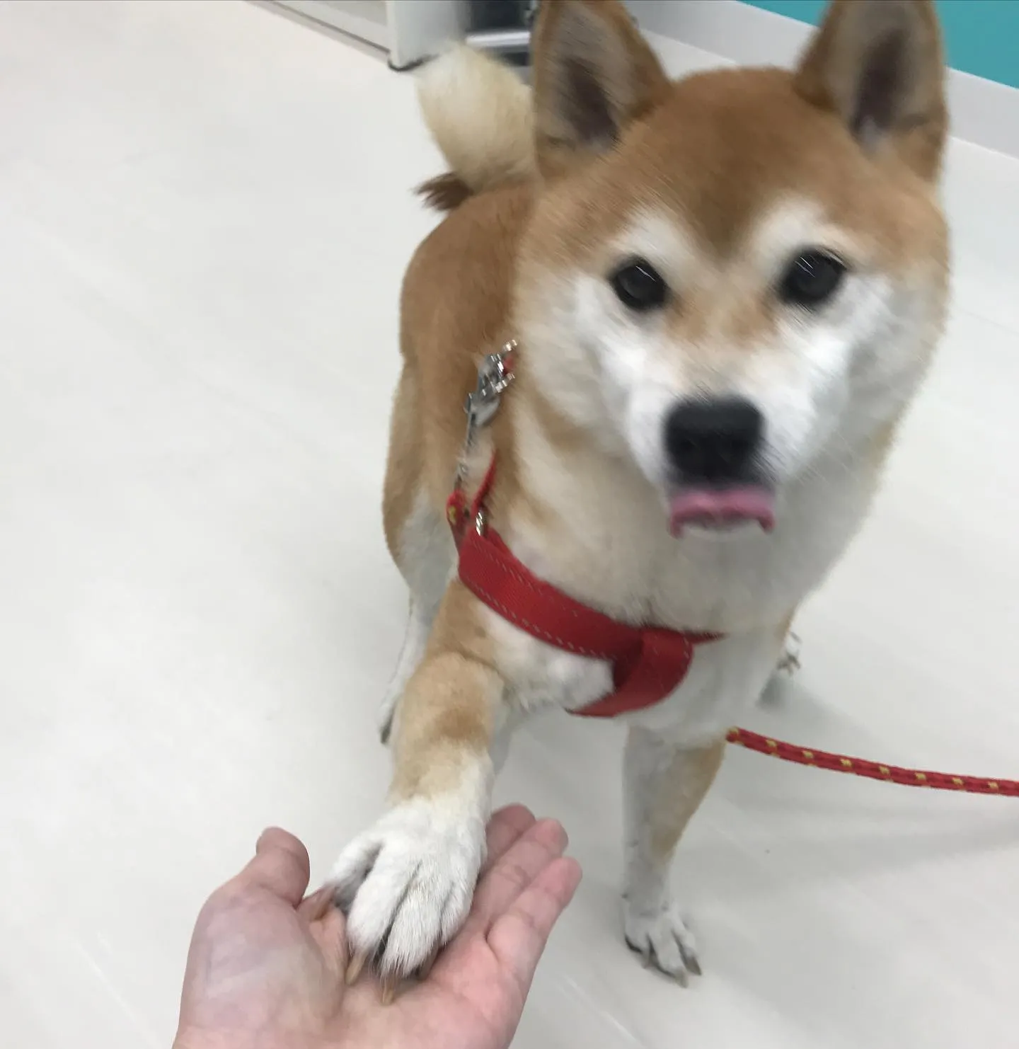 【ペットホテル　犬ちゃん】