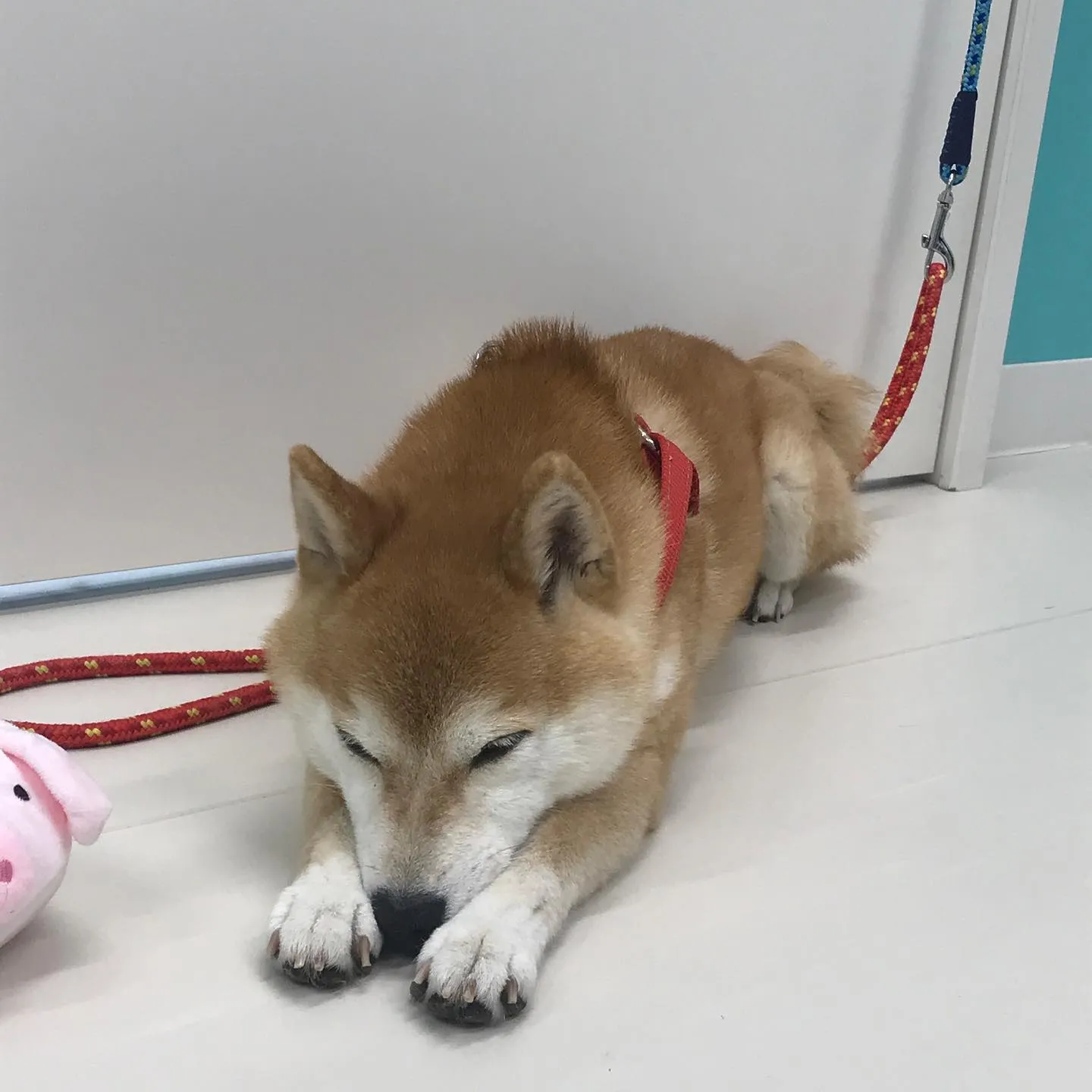 【ペットホテル　犬ちゃん】