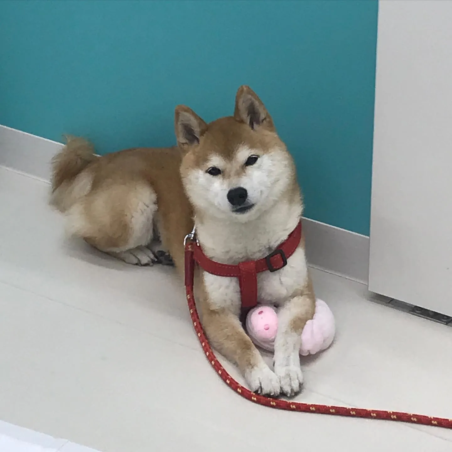 【ペットホテル　犬ちゃん】