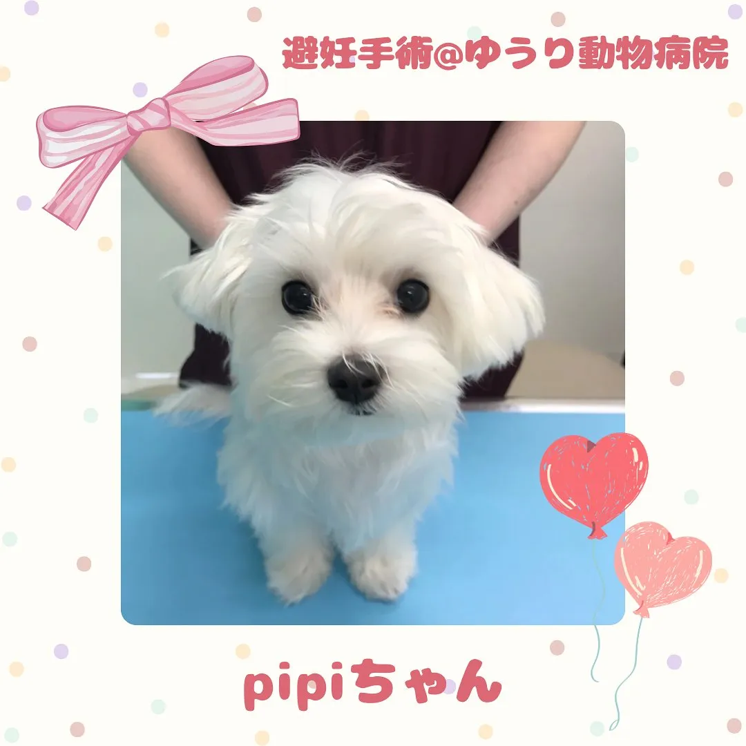 【避妊手術 犬ちゃん】
