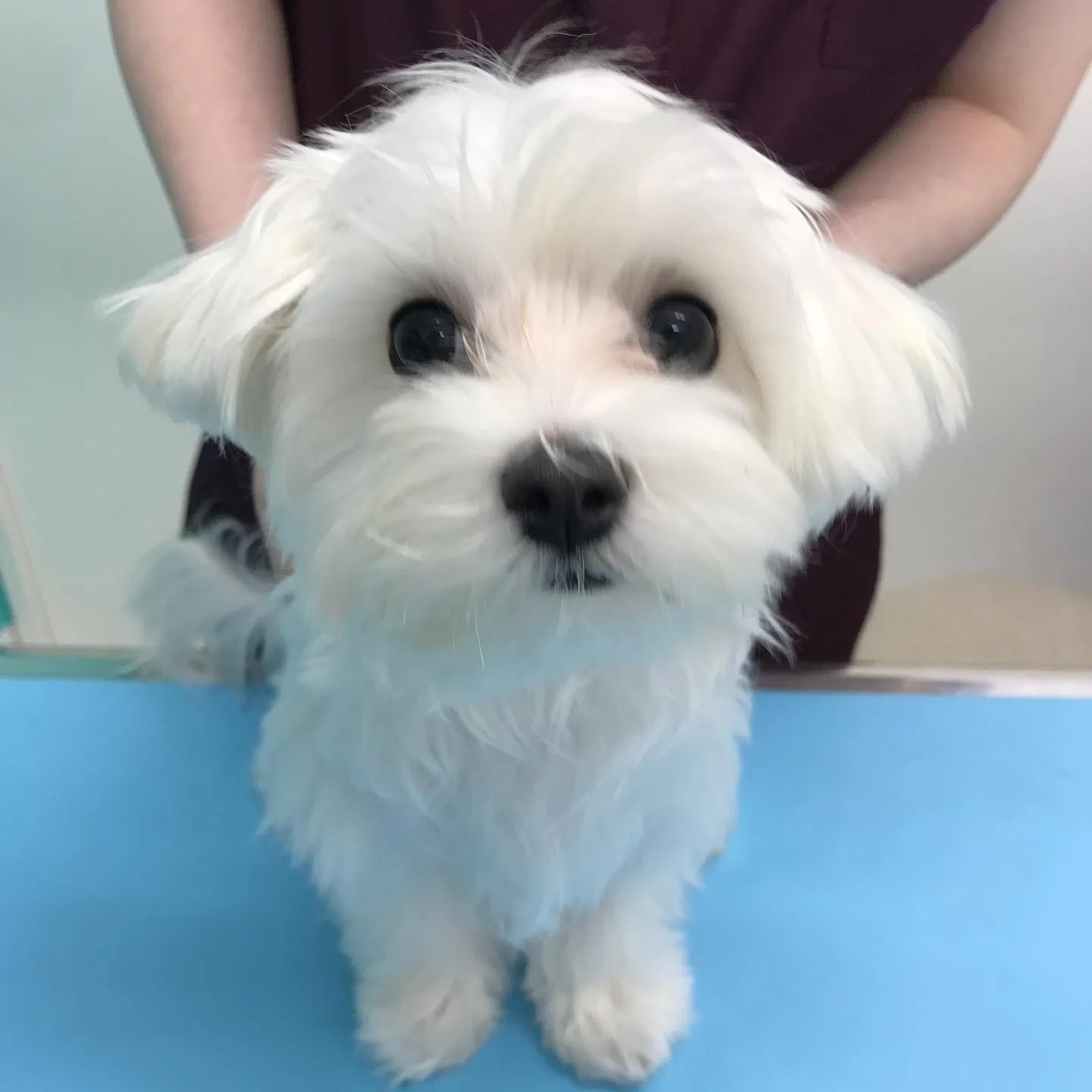 【避妊手術 犬ちゃん】