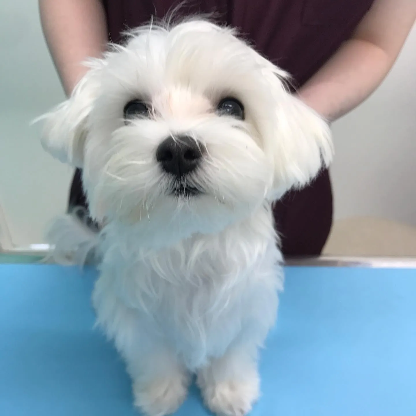 【避妊手術 犬ちゃん】