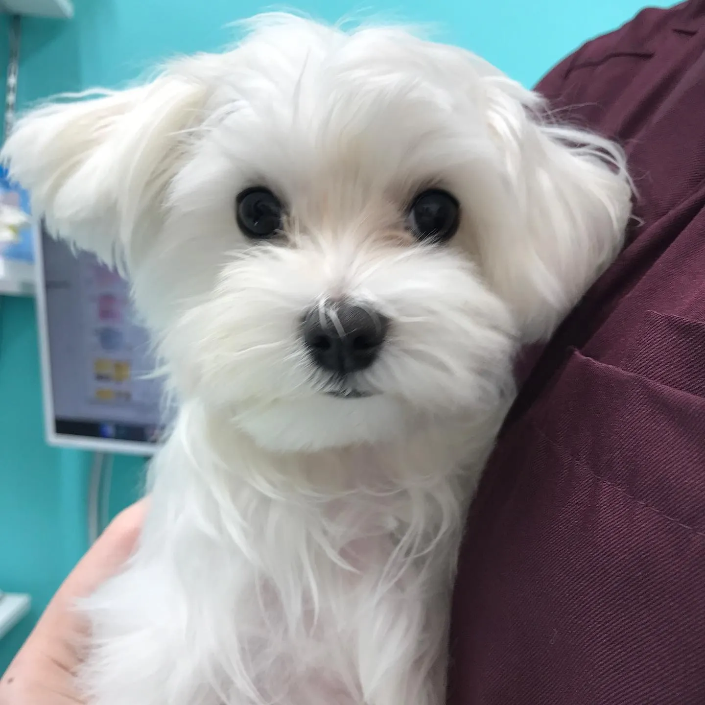 【避妊手術 犬ちゃん】