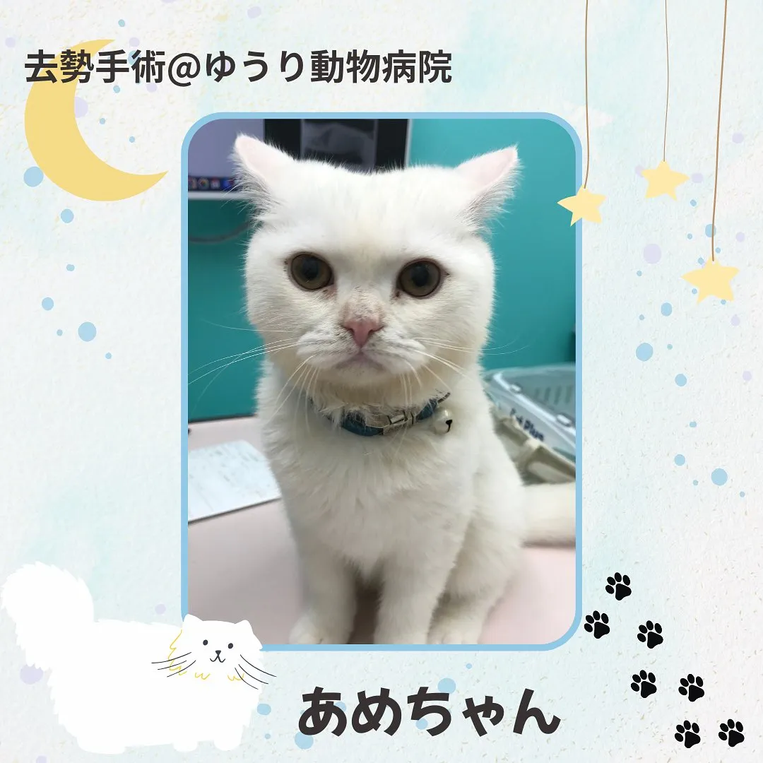 【去勢手術 猫ちゃん】