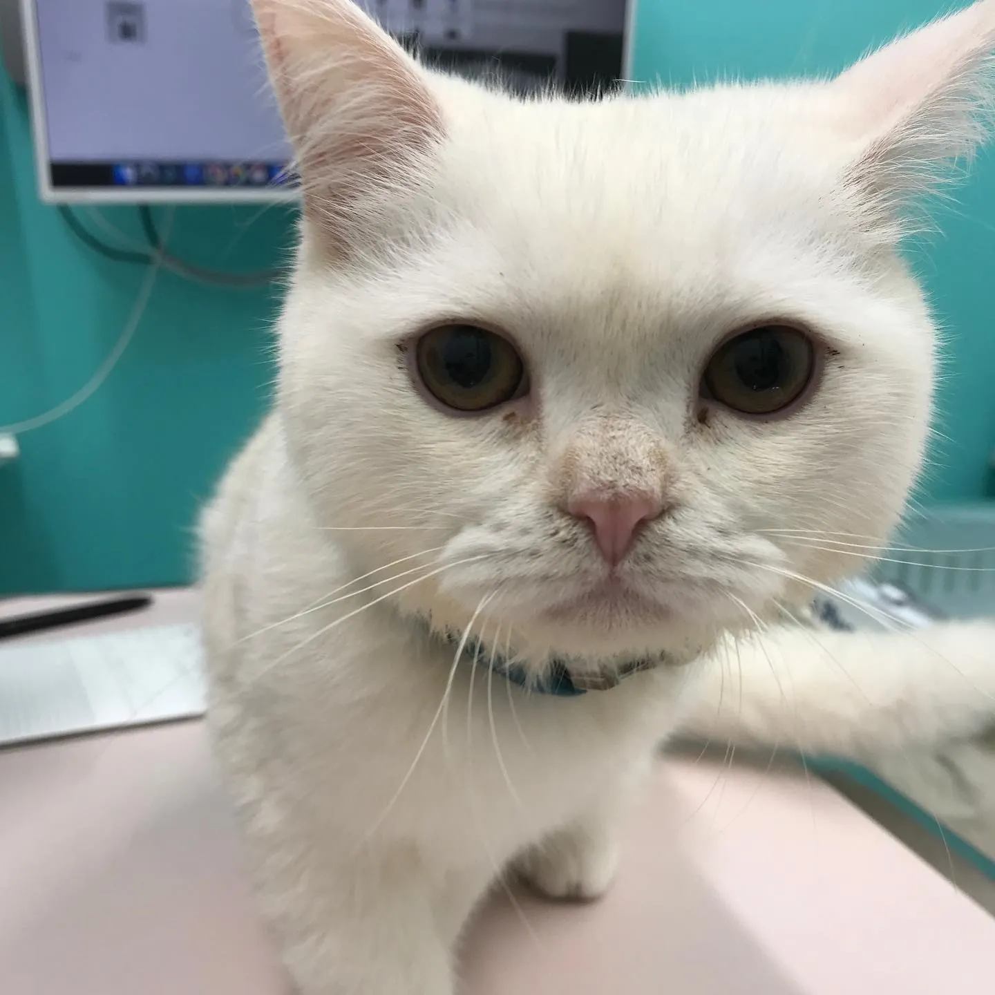 【去勢手術 猫ちゃん】