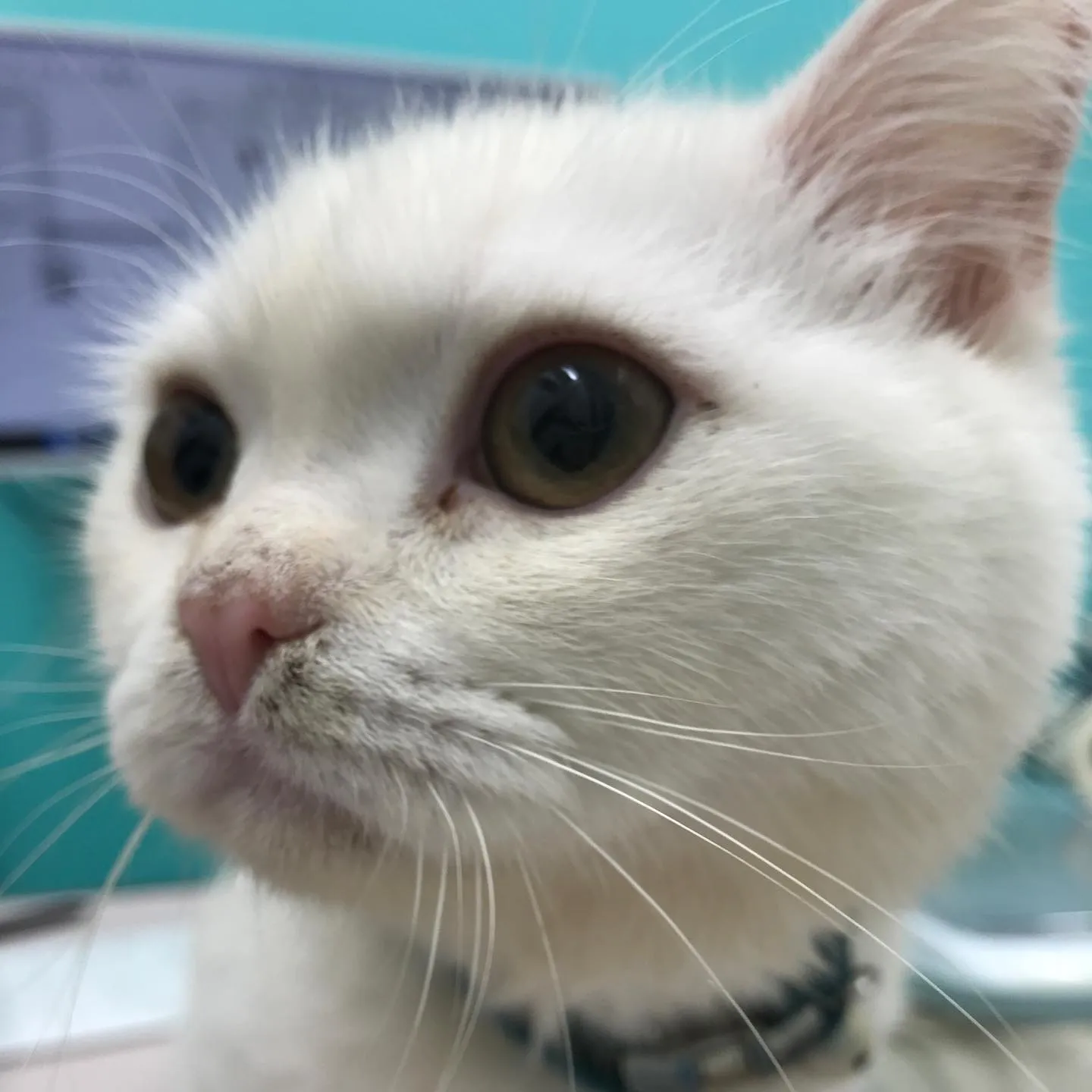 【去勢手術 猫ちゃん】