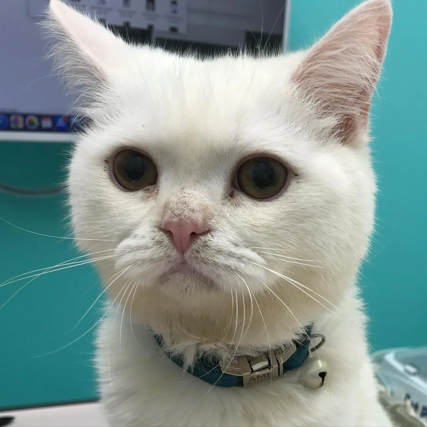 【去勢手術 猫ちゃん】