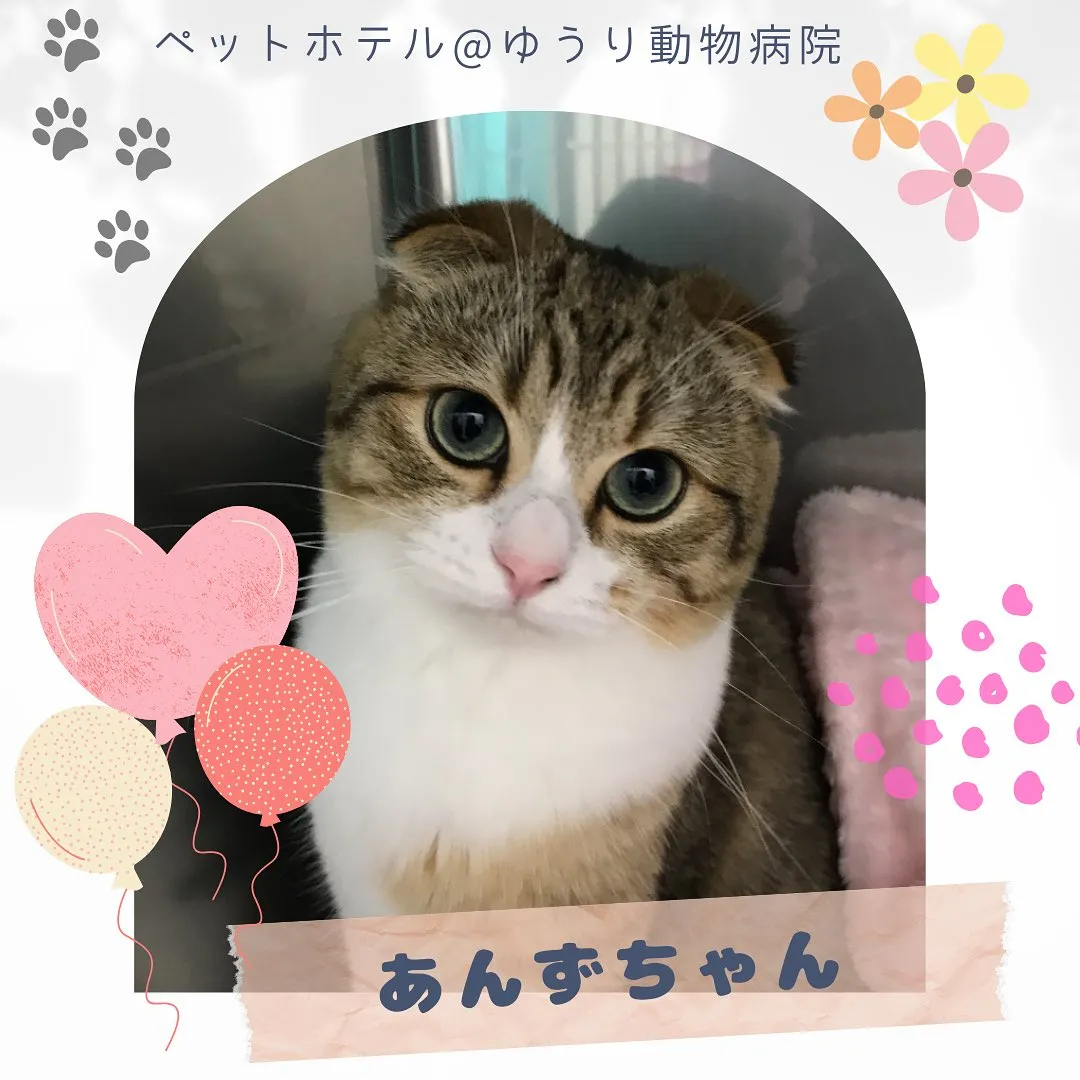 【ペットホテル　猫ちゃん】