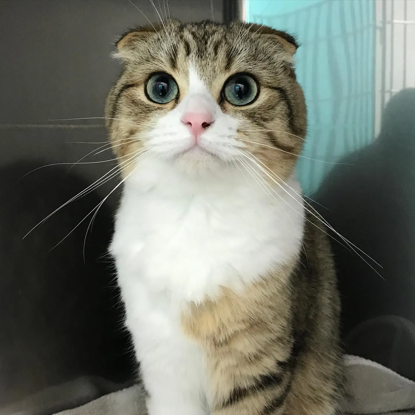 【ペットホテル　猫ちゃん】