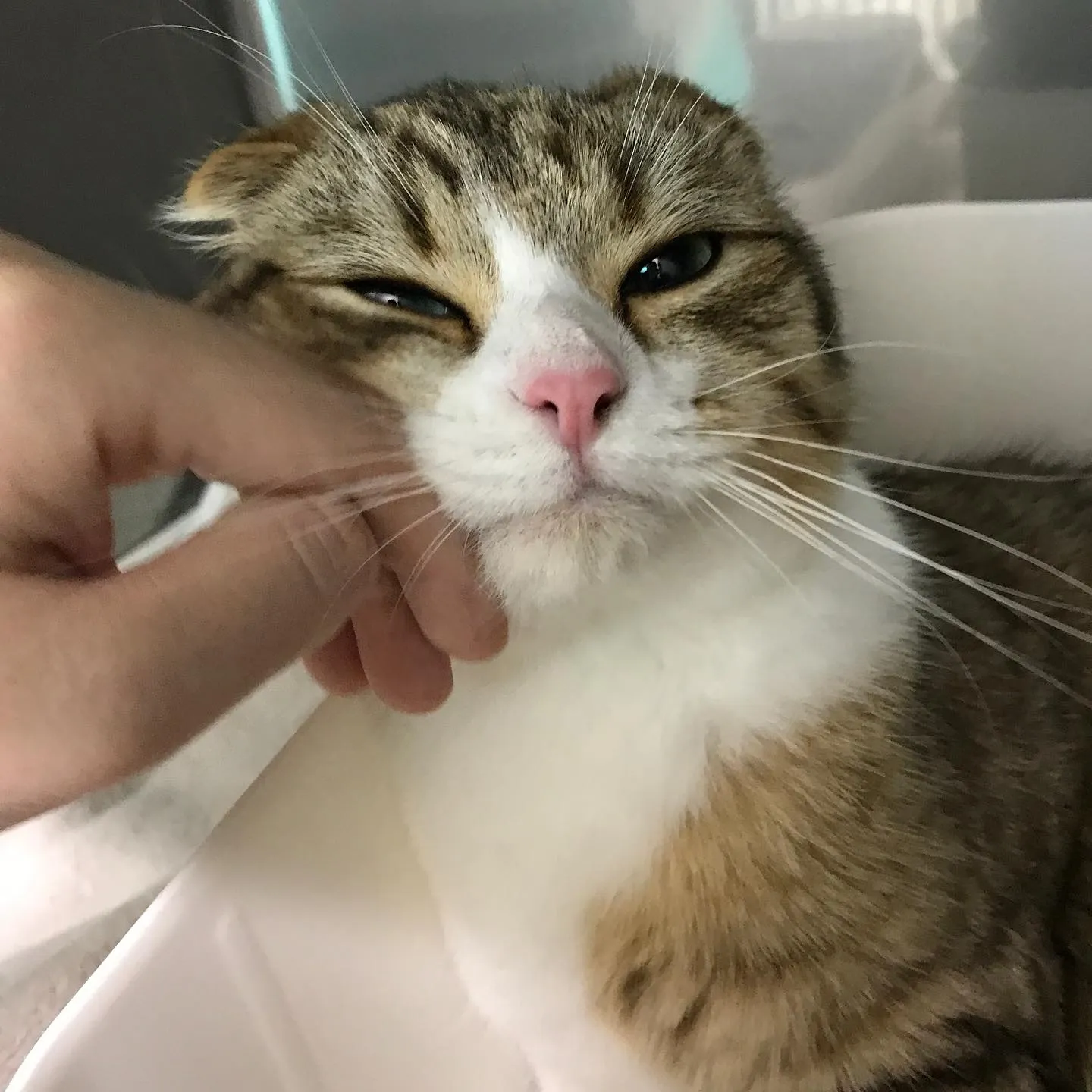 【ペットホテル　猫ちゃん】