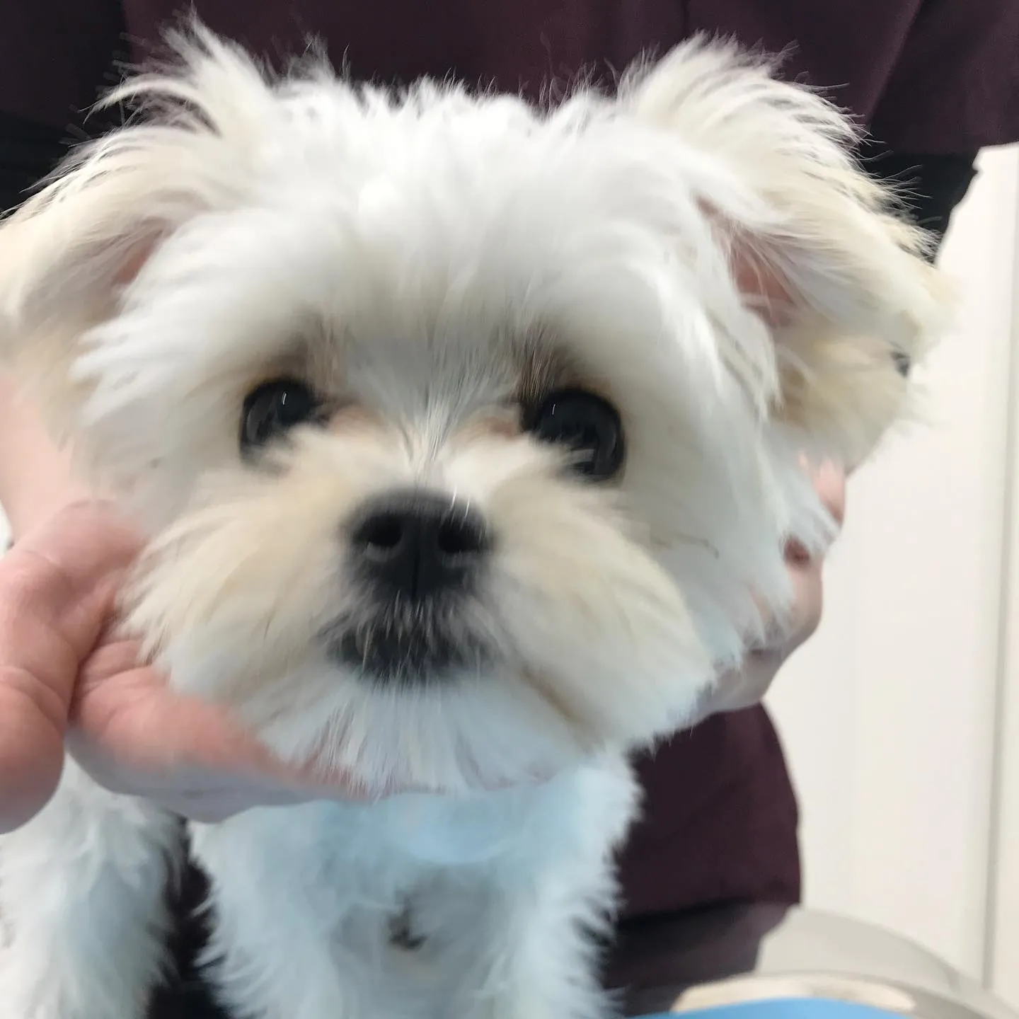 【避妊手術　犬ちゃん】