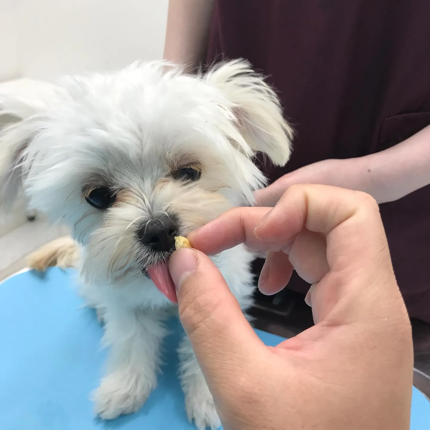 【避妊手術　犬ちゃん】