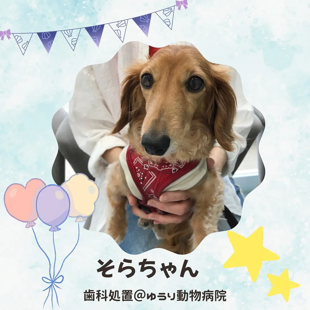 【歯科処置　犬ちゃん】