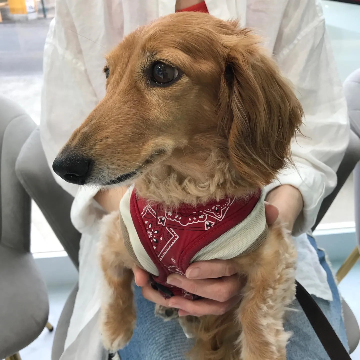 【歯科処置　犬ちゃん】