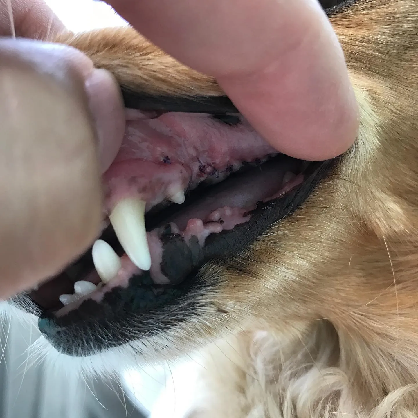 【歯科処置　犬ちゃん】