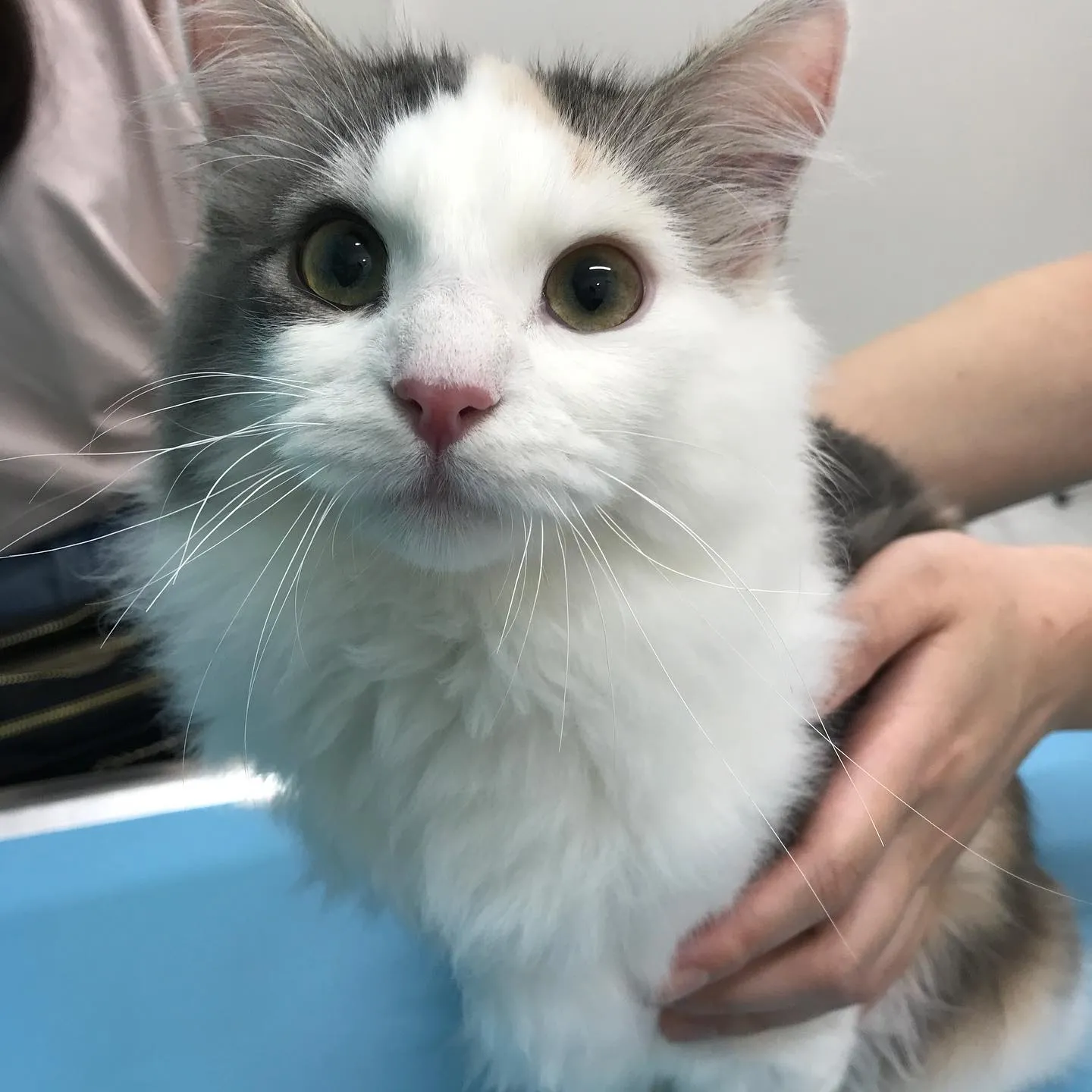 【避妊手術　猫ちゃん】